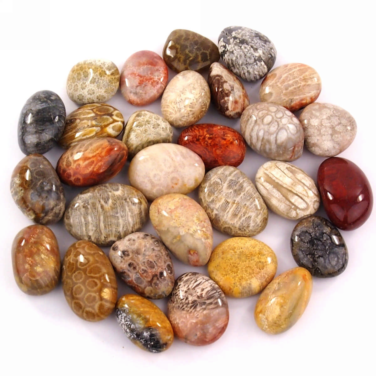 Versteinerte Koralle Trommelsteine handpoliert Ø ca. 30 – 40 mm Edelsteine Heilsteine bei Wunderstein24 Versteinerte Koralle Trommelsteine handpoliert Ø ca. 30 – 40 mm Edelsteine Heilsteine bei Wunderstein24