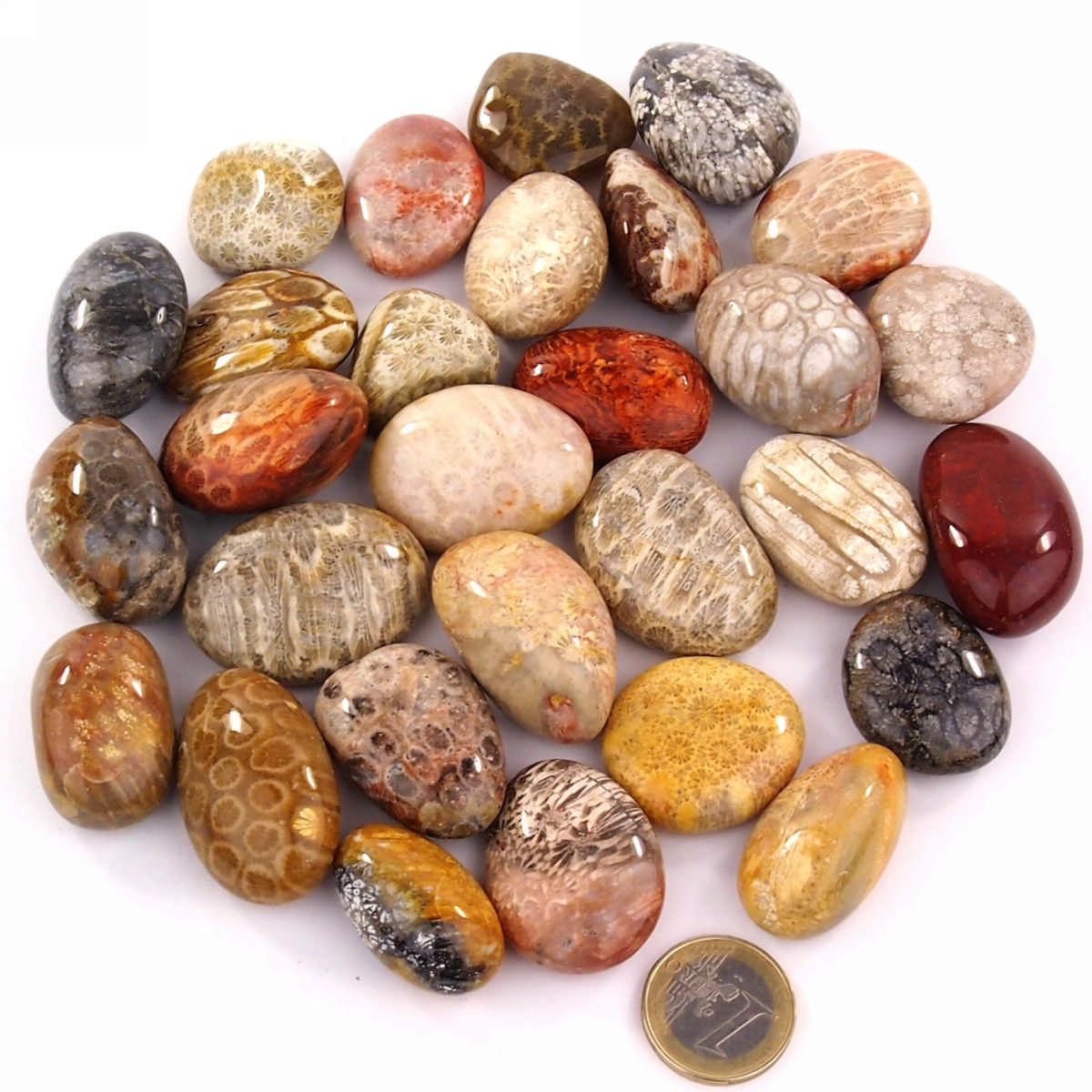 Versteinerte Koralle Trommelsteine handpoliert Ø ca. 30 – 40 mm Edelsteine Heilsteine bei Wunderstein24 Versteinerte Koralle Trommelsteine handpoliert Ø ca. 30 – 40 mm Edelsteine Heilsteine bei Wunderstein24