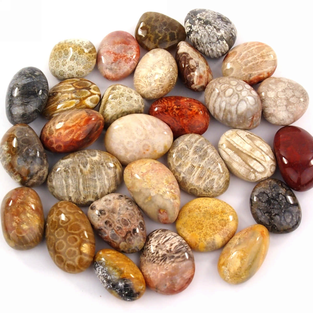 Versteinerte Koralle Trommelsteine handpoliert Ø ca. 30 – 40 mm Edelsteine Heilsteine bei Wunderstein24 Versteinerte Koralle Trommelsteine handpoliert Ø ca. 30 – 40 mm Edelsteine Heilsteine bei Wunderstein24