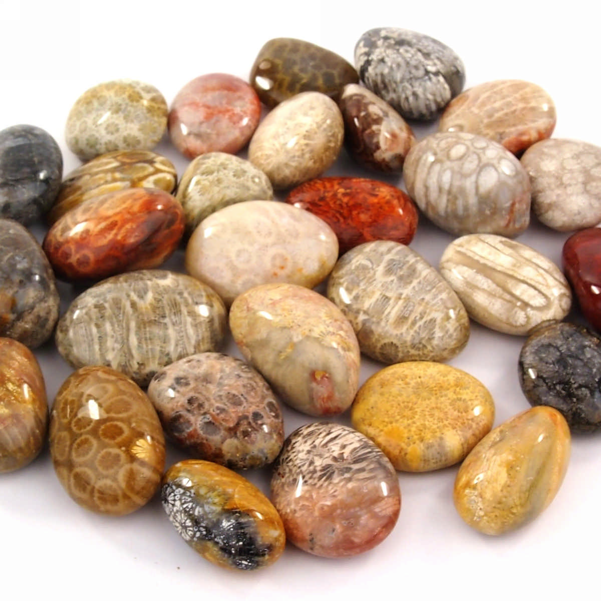 Versteinerte Koralle Trommelsteine handpoliert Ø ca. 30 – 40 mm Edelsteine Heilsteine bei Wunderstein24 Versteinerte Koralle Trommelsteine handpoliert Ø ca. 30 – 40 mm Edelsteine Heilsteine bei Wunderstein24