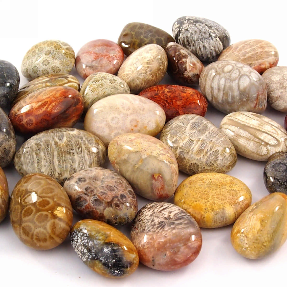 Versteinerte Koralle Trommelsteine handpoliert Ø ca. 30 – 40 mm Edelsteine Heilsteine bei Wunderstein24 Versteinerte Koralle Trommelsteine handpoliert Ø ca. 30 – 40 mm Edelsteine Heilsteine bei Wunderstein24