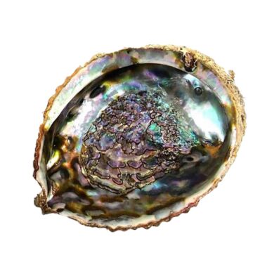 Abalone