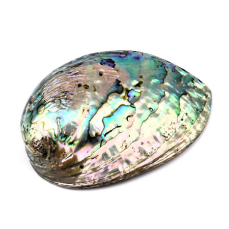 Abalone Schale poliert Ø ca. 123 mm Seeohr Perlmutt Haliotis Räucherschale Edelsteine Heilsteine bei Wunderstein24