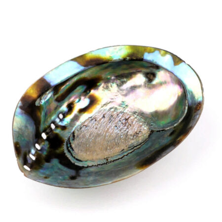 Abalone Schale poliert Ø ca. 123 mm Seeohr Perlmutt Haliotis Räucherschale Edelsteine Heilsteine bei Wunderstein24