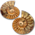 Fossilien
